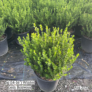 August 2025 5g Winter Gem Boxwood Group Website